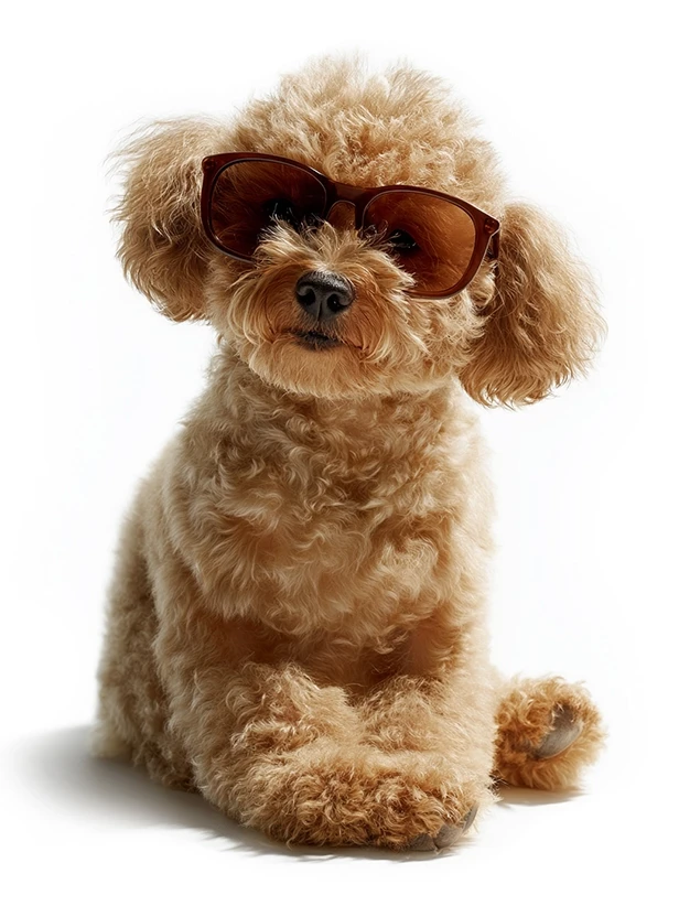 Comugraphs maskot Bambino &ndash; en puddelhund med solbriller p&aring; hvid baggrund