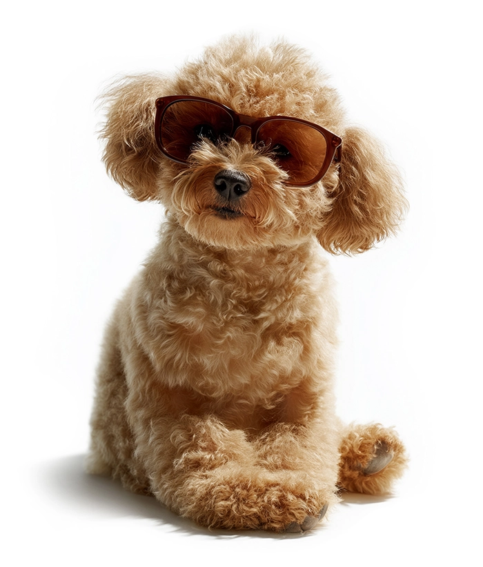 Comugraphs maskot Bambino &ndash; en puddelhund med solbriller p&aring; hvid baggrund